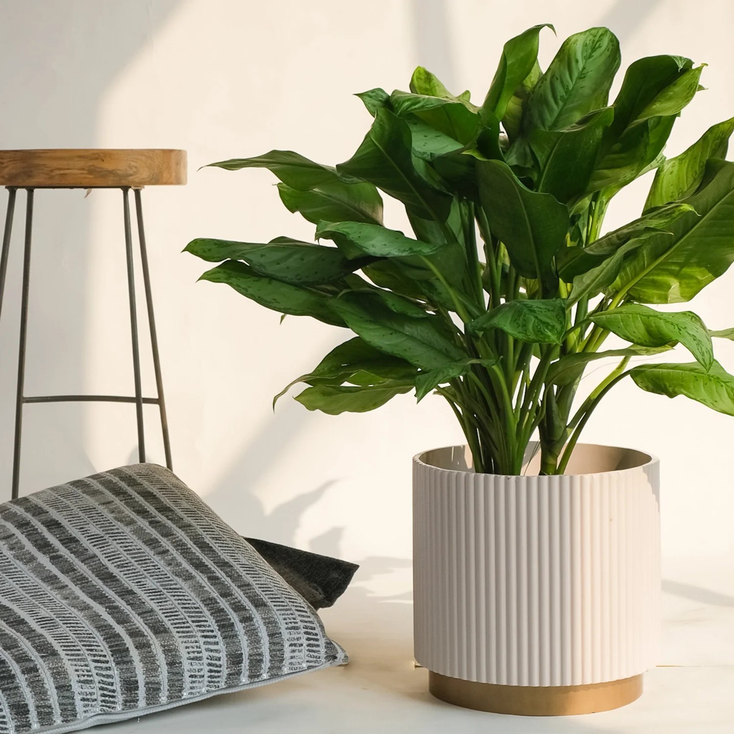 Plant styling and placement